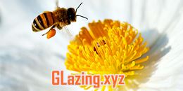 quality wooden windows