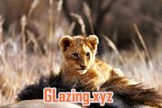 glaziers in fife