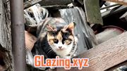 Glaziers in Gillingham