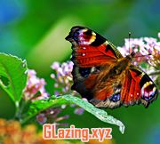 double glazed windows film